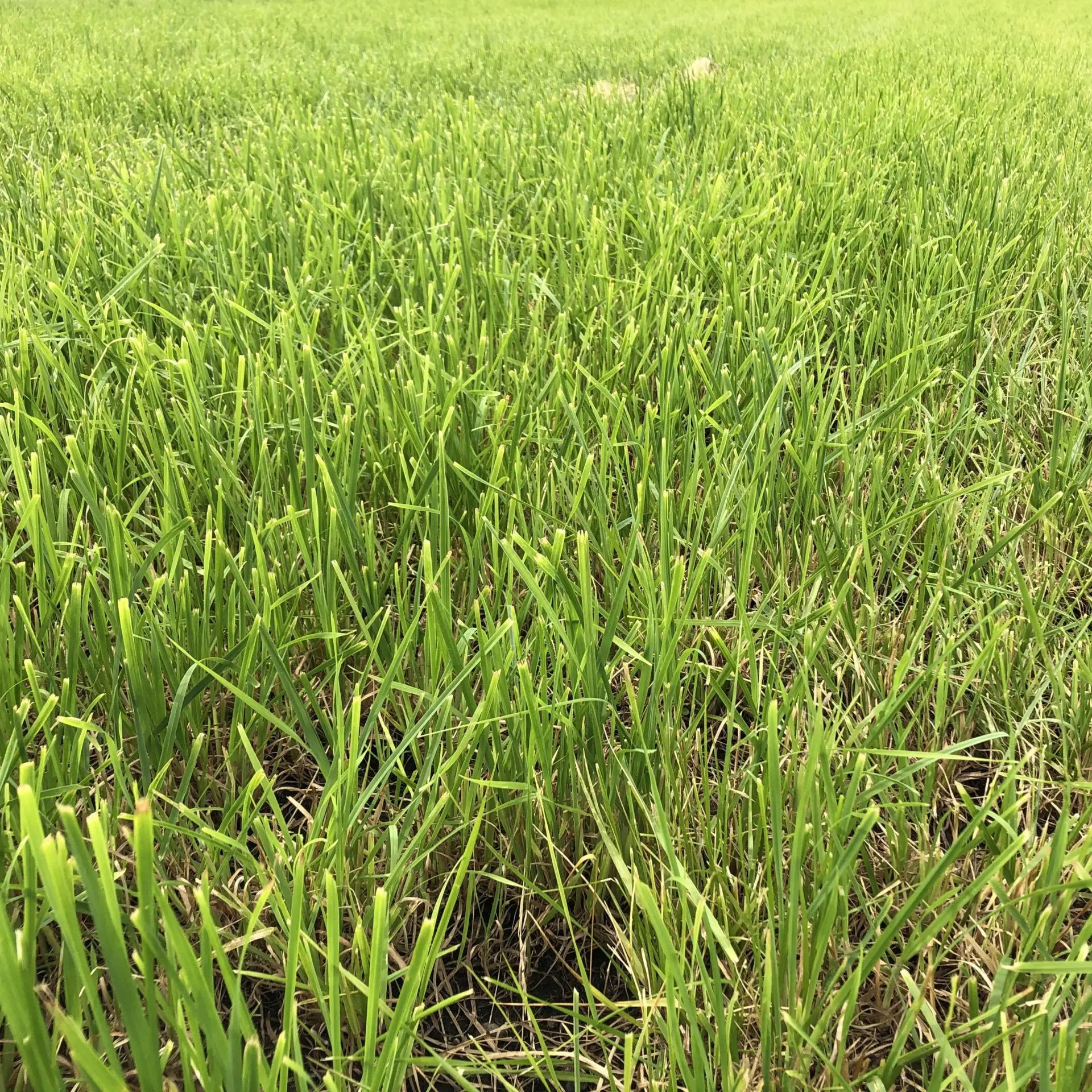 Mixed Grass Hay