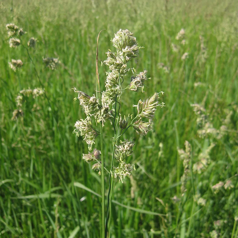 Orchard Grass