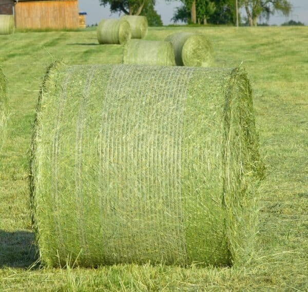 Compressed Hay Bales